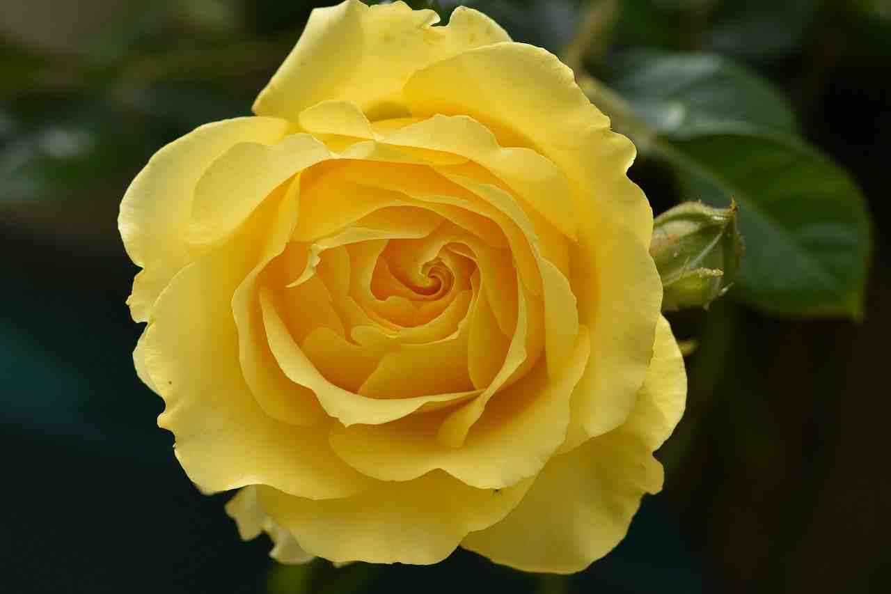rose jaune, fleur, plante