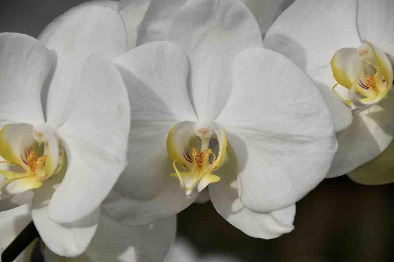fleur, orchidée, fleur blanche