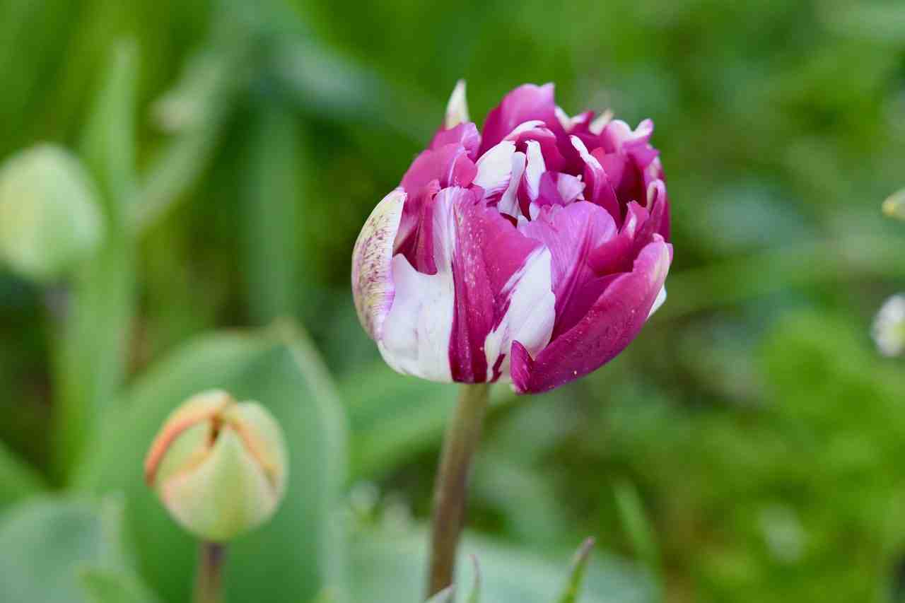 fleur, tulipe, floraison printanière